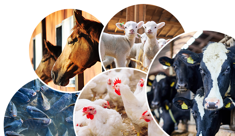 Animal Husbandry Property